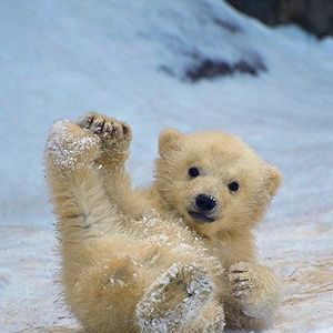 Meet your Posher, Amalia